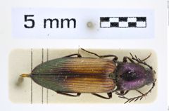 Foto (Dorsalansicht) von Ctenicera cuprea (Fabricius, 1781) (NHMW-ZOO-COL-0008306)